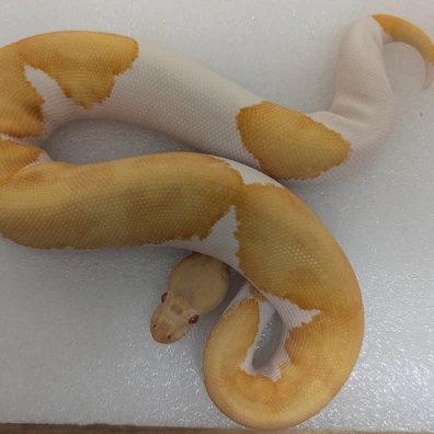 Enchi Albino Pied Ball Python - female for sale from New Venture Ball Pythons