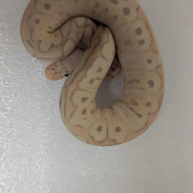 Banana Clown Ball Python - female for sale from New Venture Ball Pythons