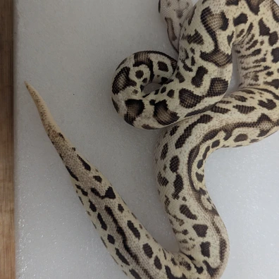 Pastel Lesser Leopard Clown Ball Python - female for sale from New Venture Ball Pythons