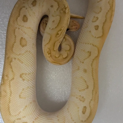 Pastel Lesser Clown Ball Python - male for sale from New Venture Ball Pythons