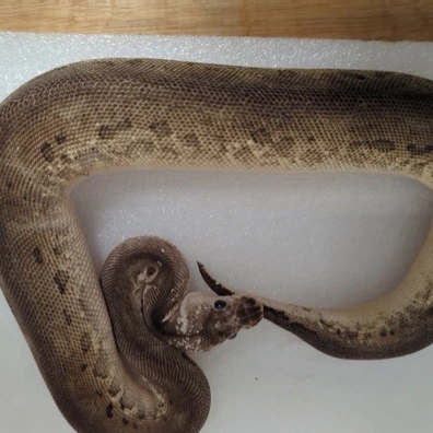 Black Pewter Clown Poss Het Toffee Ball Python - male for sale from New Venture Ball Pythons