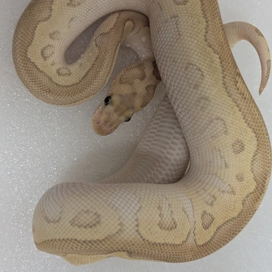 Cypress Lesser Red Stripe Clown Ball Python - female for sale from New Venture Ball Pythons