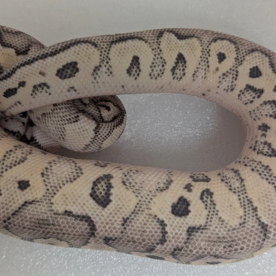 Super Pastel Axanthic Clown Ball Python - male for sale from New Venture Ball Pythons