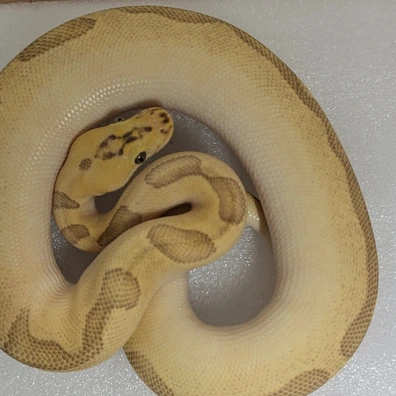 Pastel Enchi Clown Ball Python - female for sale from New Venture Ball Pythons