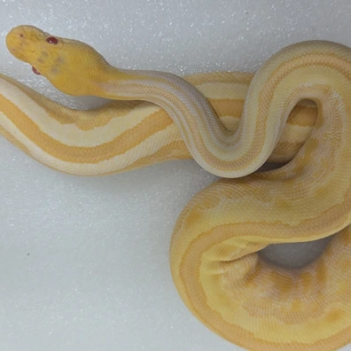 Leopard Albino Enchi Ball Python - male for sale from New Venture Ball Pythons