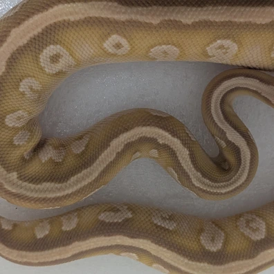 Banana Cypress Mojave Ball Python - female for sale from New Venture Ball Pythons
