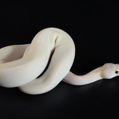 Not Supposed To Be An Ivory Ball Python - male for sale from Next-Gen Royals