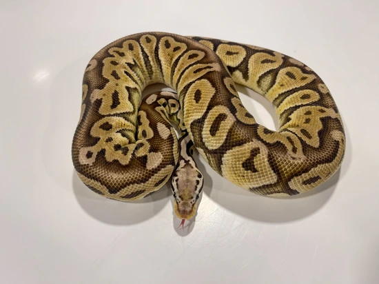 Pastel Het Red Axanthic Female Ball Python by Infinite Possible Pythons LLC