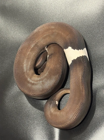 Super Black Pastel Het Pied Female Adult **PET ONLY** See Description ...