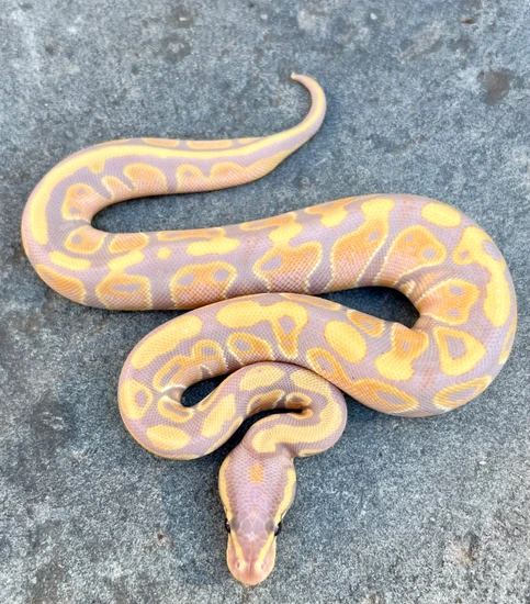 Python Banana Snake Long Banana Ball Python by Nicebalz Snakes