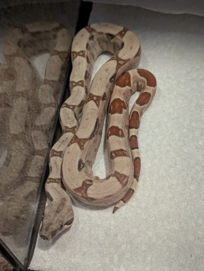 Colombian Red Tail Boa Boa Constrictor by Nicks Pythons