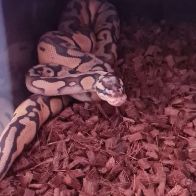 Super Pastel Enchi 66% Het Clown 66% Het Hypo