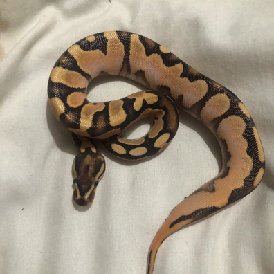 Orange Dream Calico Pastel 50% Het Clown