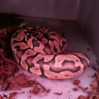Super Pastel Enchi 66% Het Clown 66% Het Hypo Ball Python - male for sale from Learning with Lilith