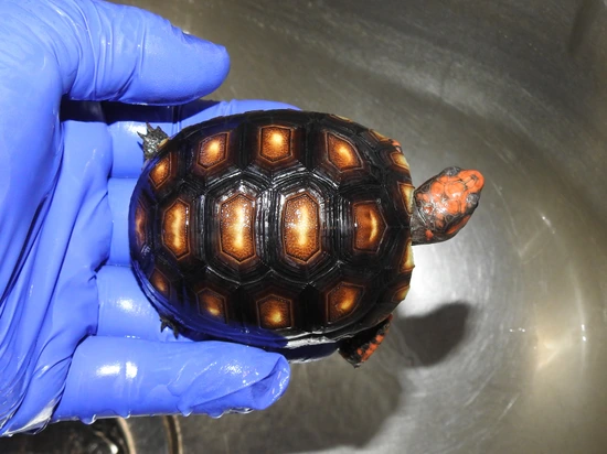 Bahia-type Brazilian Cherryhead - #2 Red-Footed Tortoise by Tortoise Morphs