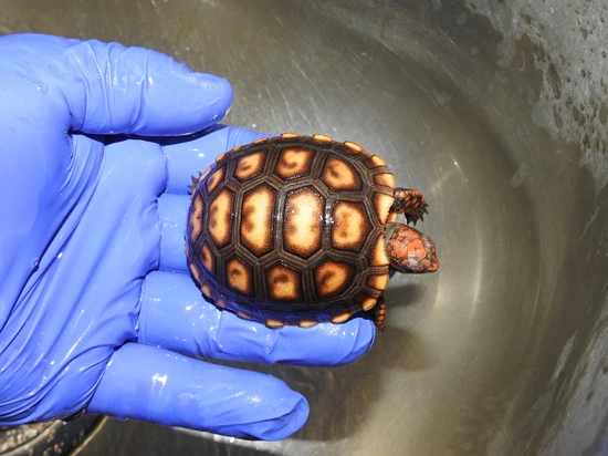 Bahia-type Brazilian Cherryhead - Phh 1 Red-Footed Tortoise by Tortoise ...
