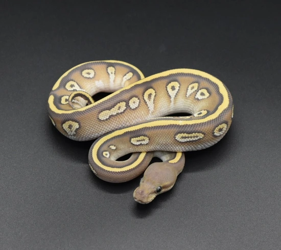 Hypo Cinder Mojave Ball Python by Sloan Reptiles