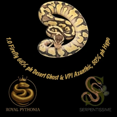 1.0 Firefly 66 % DG 66 % VPI Axanthic 50 %hypo Ball Python - male for sale from Royal Pythonia