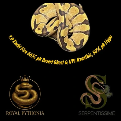 1.0 Enchi Fire 66% Vpi Axanthic 66% DG 50 %hypo Ball Python - male for sale from Royal Pythonia