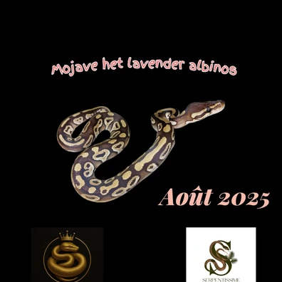 1.0 Mojave Het Lavender Albinos Ball Python - male for sale from Royal Pythonia