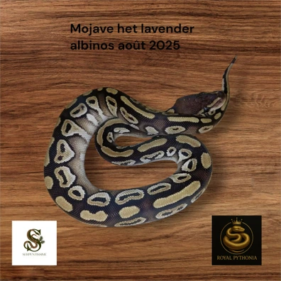 1.0 Mojave Het Lavender Albinos Ball Python - male for sale from Royal Pythonia