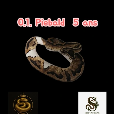 0.1 Piebald 5 Ans Ball Python - female for sale from Royal Pythonia