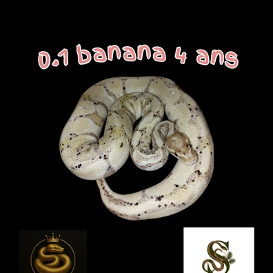 0.1 Banana 4 Ans Ball Python - female for sale from Royal Pythonia