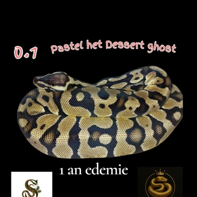0.1 Pastel Het DG Ball Python - female for sale from Royal Pythonia