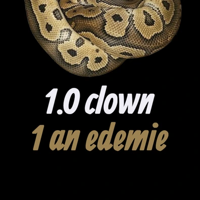 1.0 Clown 1 Ans Édemi Ball Python - male for sale from Royal Pythonia