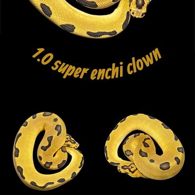 1.0 Super Enchi Clown Ball Python - male for sale from Royal Pythonia