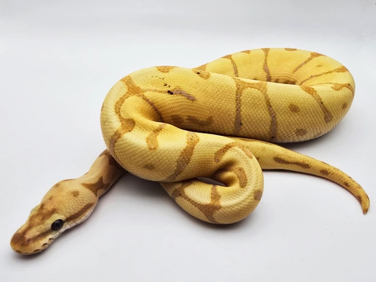 Banana Leopard Fire Python 2024 Male Leopard Fire Yellowbelly Spider Banana Ball Python by ...