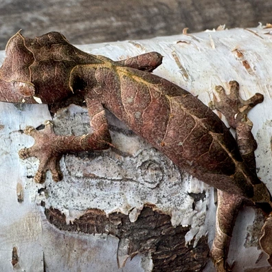 Leaf-Tailed Geckos For Sale - MorphMarket US & Canada