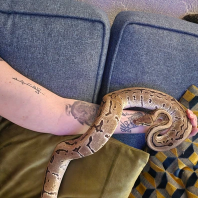 Crypton Pinstripe Ball Python - female for sale from Kalila Royals