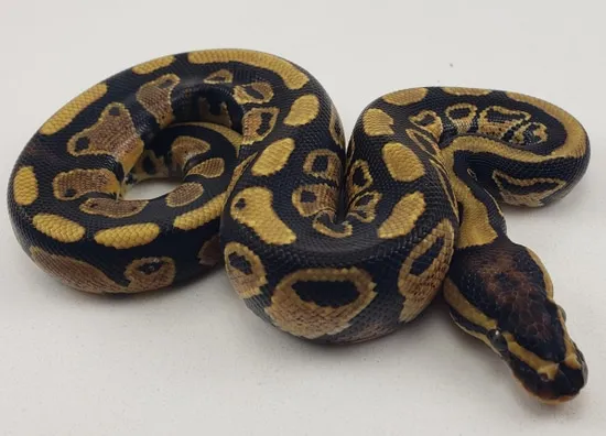 Gravel Dbl Het Genetic Stripe Clown (Kiki Ball) Ball Python by Ninja ...