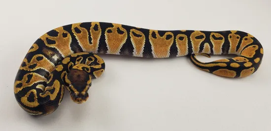 Od 66%dbl Het Clown Genetic Stripe (Kiki Ball) Ball Python by Ninja ...