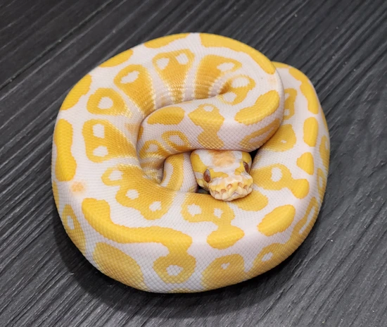 Lavender Het Kiki (Gs/clown) Ball Python by Ninja Ball Reptiles