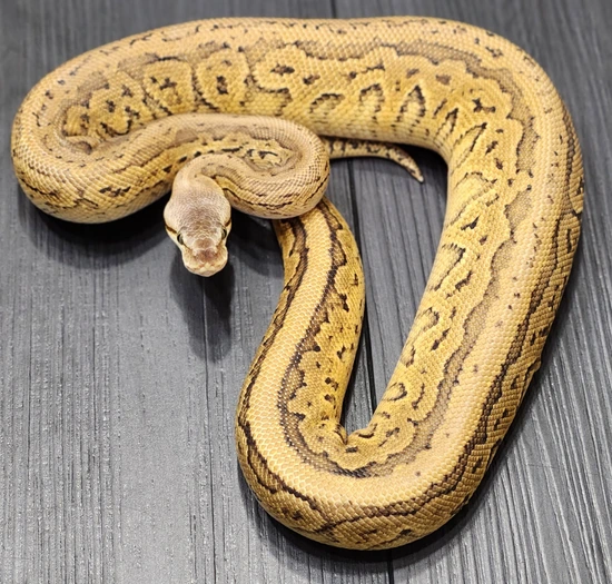 Bh Yb Pin Dh Gs Clown (Kiki Ball) Ball Python by Ninja Ball Reptiles