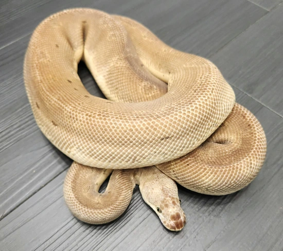 Yb Lemonblast Clown Het Gs (Kiki) Ball Python by Ninja Ball Reptiles