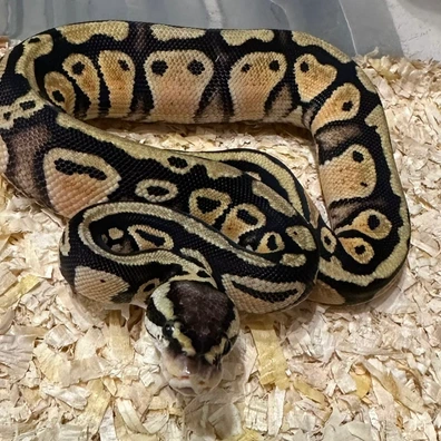 Pastel Het. Sunset Het. Clown