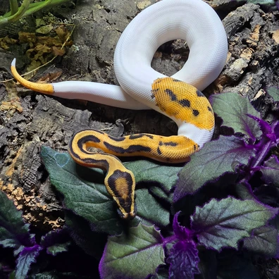 OD, Pastel, Fire Or Vanilla, Pied Ball Python - female for sale from Nizeva Pythons