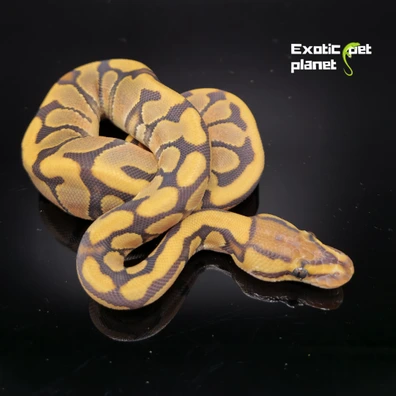 Enchi Orange Dream Hypo