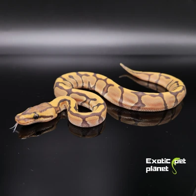 Enchi Orange Dream Hypo Ball Python - male for sale from Exotic Pet Planet