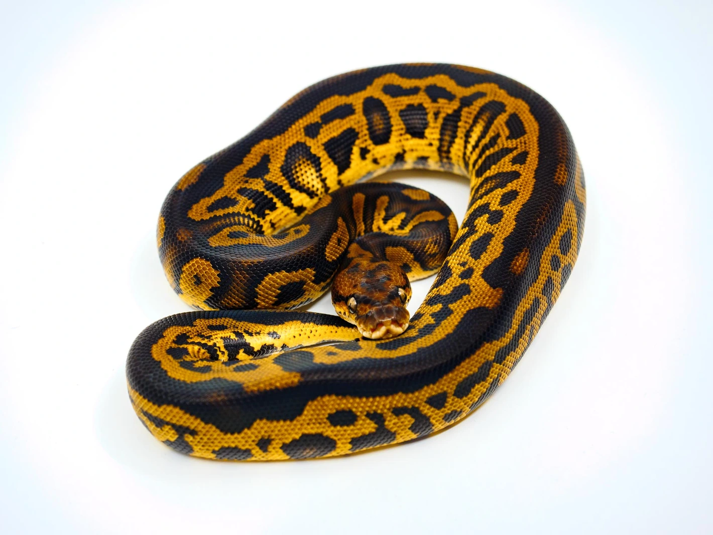 Leopard Red Stripe Stranger Clown Ball Pythons by NoCo