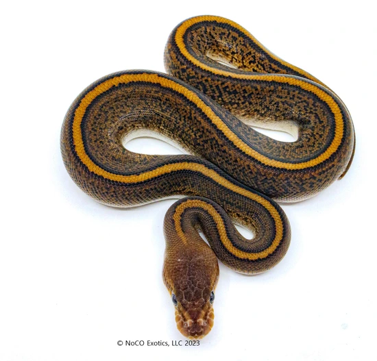 Stranger Wookie Pinstripe Black Pastel Fire 66% Het Clown Ball Python ...