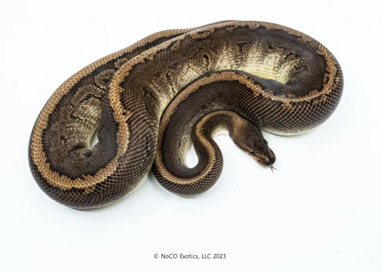 Wookie Black Pastel Yellow Belly Pinstripe Het Clown Ball Python by ...