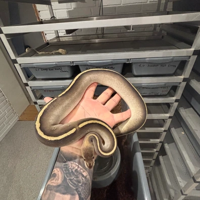 Redhead Wookie Mojave 100% Het Clown