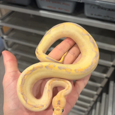 Leopard Enchi Ivory Clown