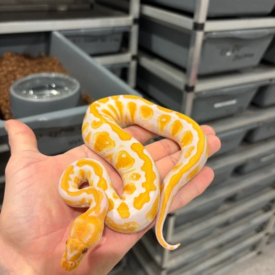 Cypress Lavender Albino Het Clown