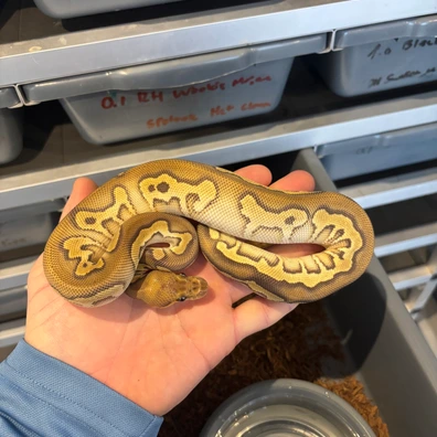 Mojave Clown 100% Het Pied