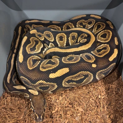 Black Pastel Het Clown
